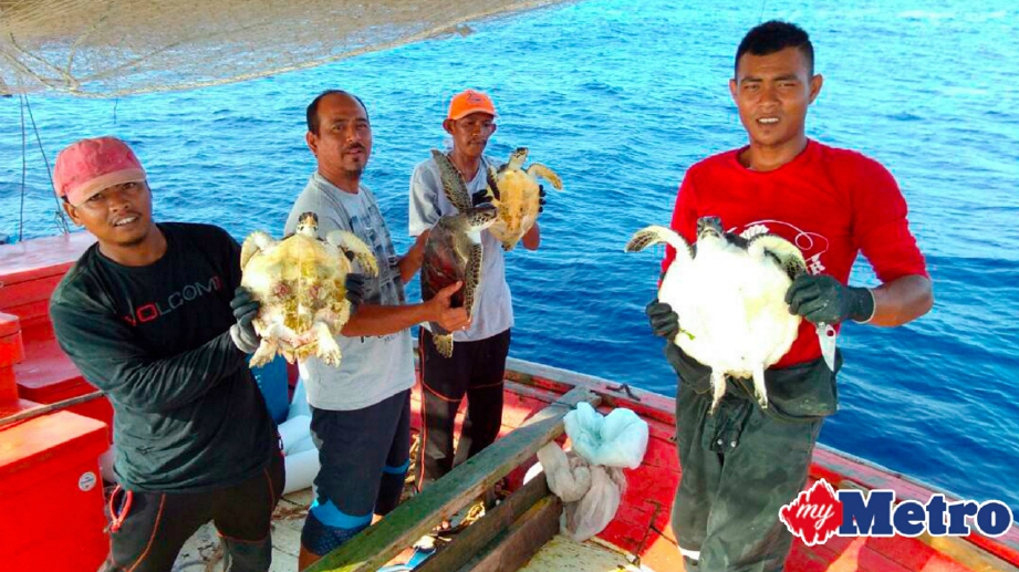 EMPAT nelayan dari Kuala Kerteh menunjukkan empat ekor penyu yang ditemui terperangkap dalam pukat hanyut sebelum berjaya diselamatkan mereka. FOTO Rosli Ilham