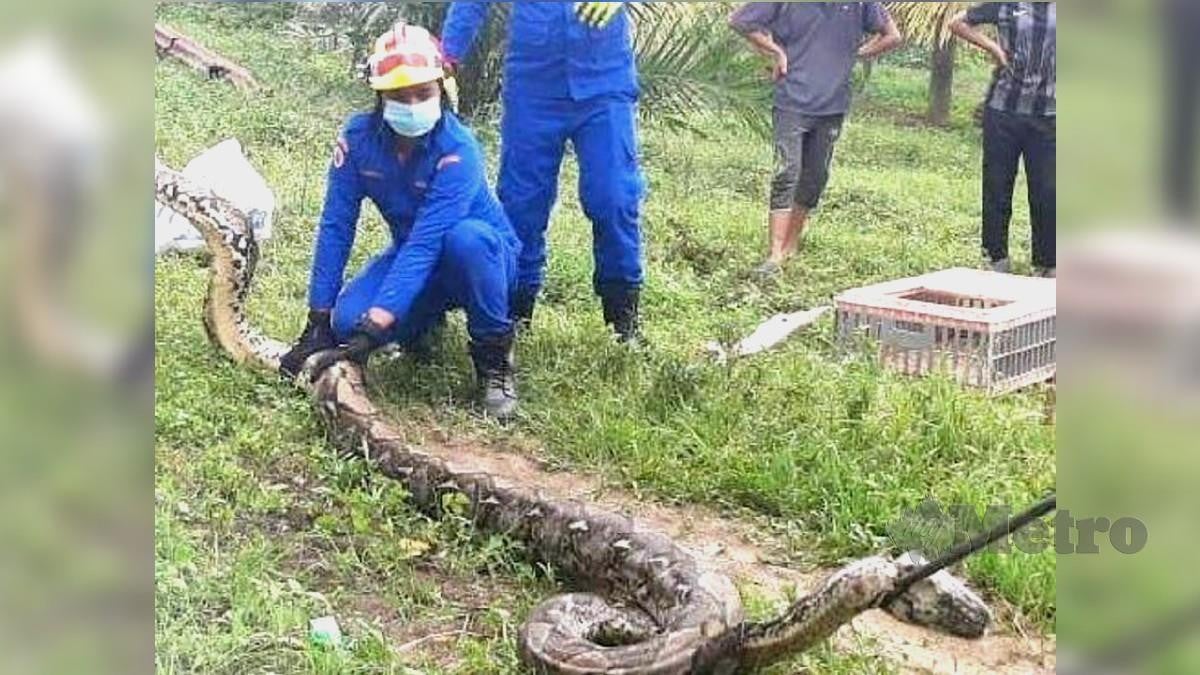 Anggota Angkatan Pertahanan Awam APM Dungun berjaya menangkap ular sawa seberat 100 kilogram. FOTO Ihsan APM