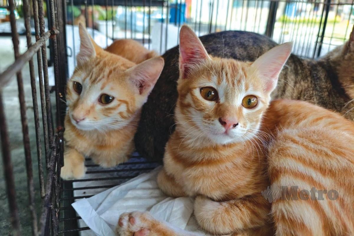 ANTARA kucing jalanan yang diselamatkan dan ditempatkan di pusat perlindungan haiwan itu. 