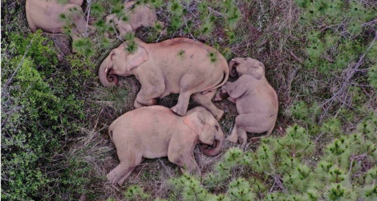 KAWANAN gajah berehat dalam hutan sebelum memulakan perjalanan kembali ke habitat asal. FOTO AGENSI