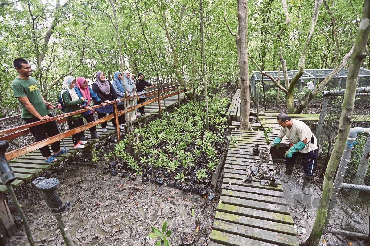 TURUT memberi pendidikan mengenai pemeliharaan hutan paya bakau. 