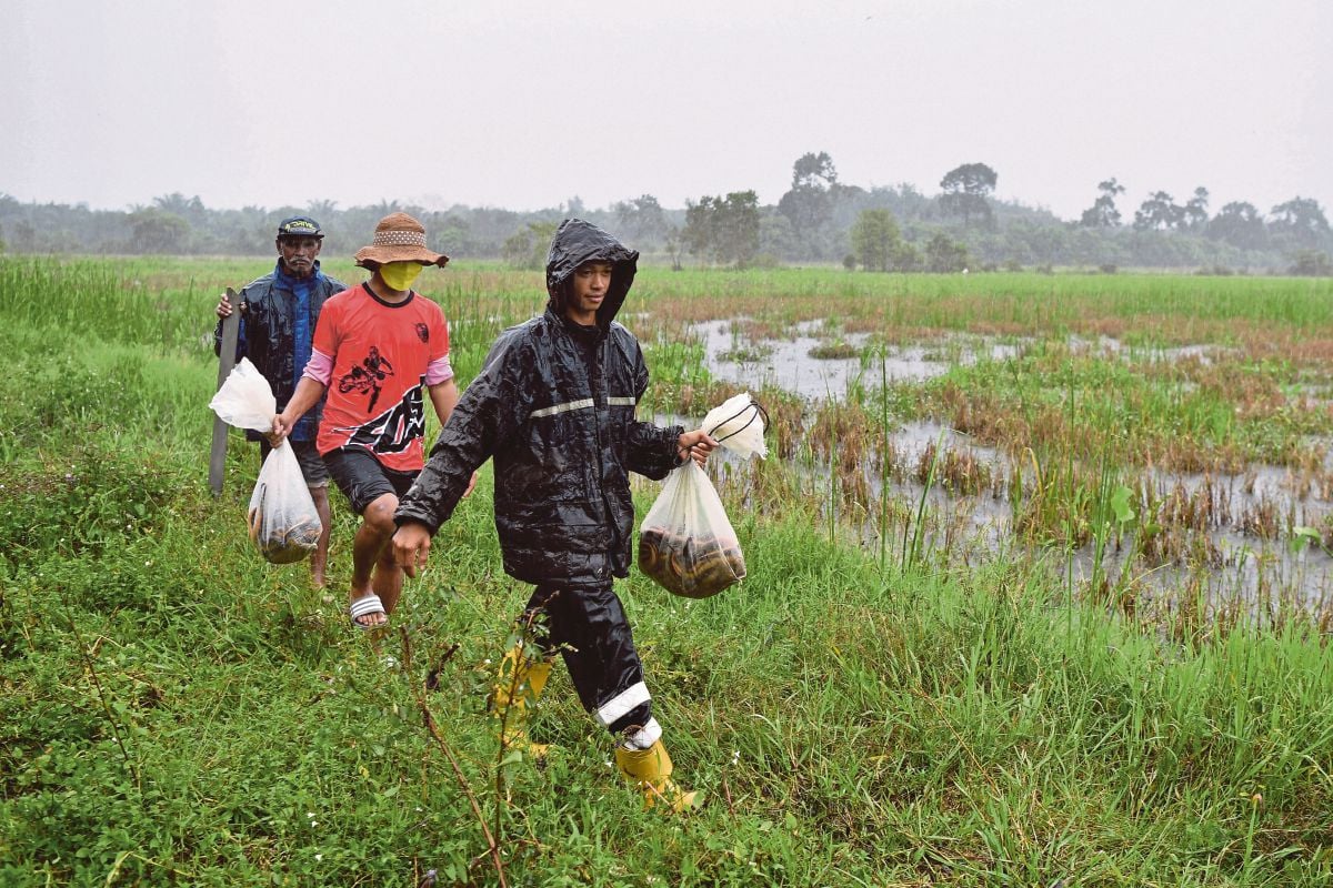 HASIL belut diperoleh Awang selepas memasang  perangkap di kawasan sawah padi di Kampung Beris Tok Ku, Setiu.