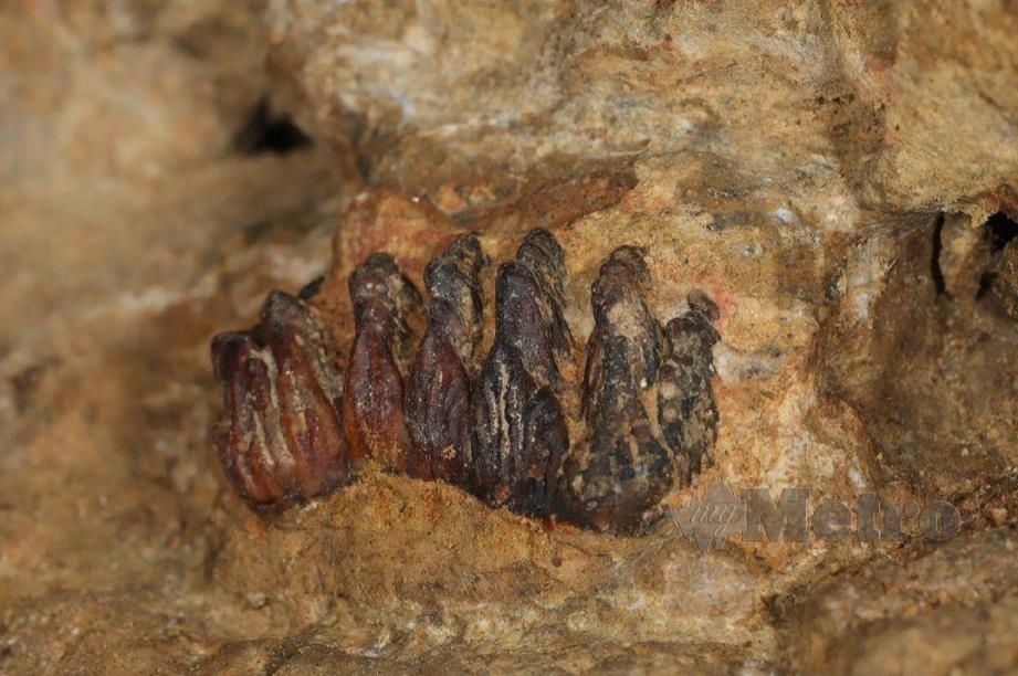 FOSIL Stegodon yang ditemui saintis UM di dalam sebuah gua batu kapur di Gopeng. FOTO  IHSAN UM
