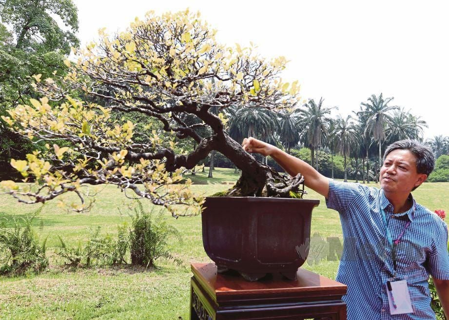KOK Hwa menunjukkan pokok bonsai Maba Buxifolia pada Floria Diraja Putrajaya 2019 di Taman Botani Putrajaya, semalam. FOTO Ahmad Irham Mohd Noor