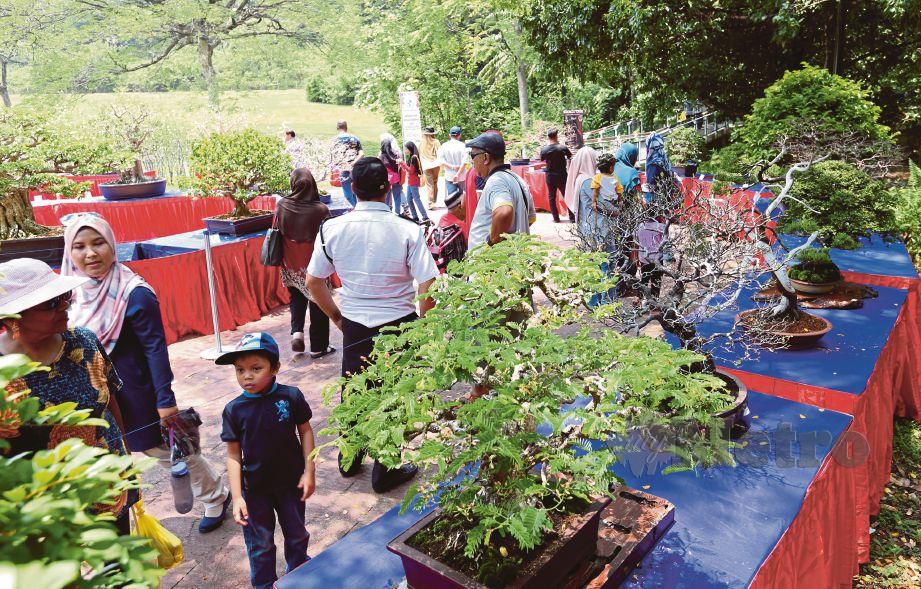 ORANG ramai yang berkunjung berpeluang untuk melihat pokok Bonsai pada Festival Bunga dan Taman Putrajaya 2019. FOTO Ahmad Irham Mohd Noor