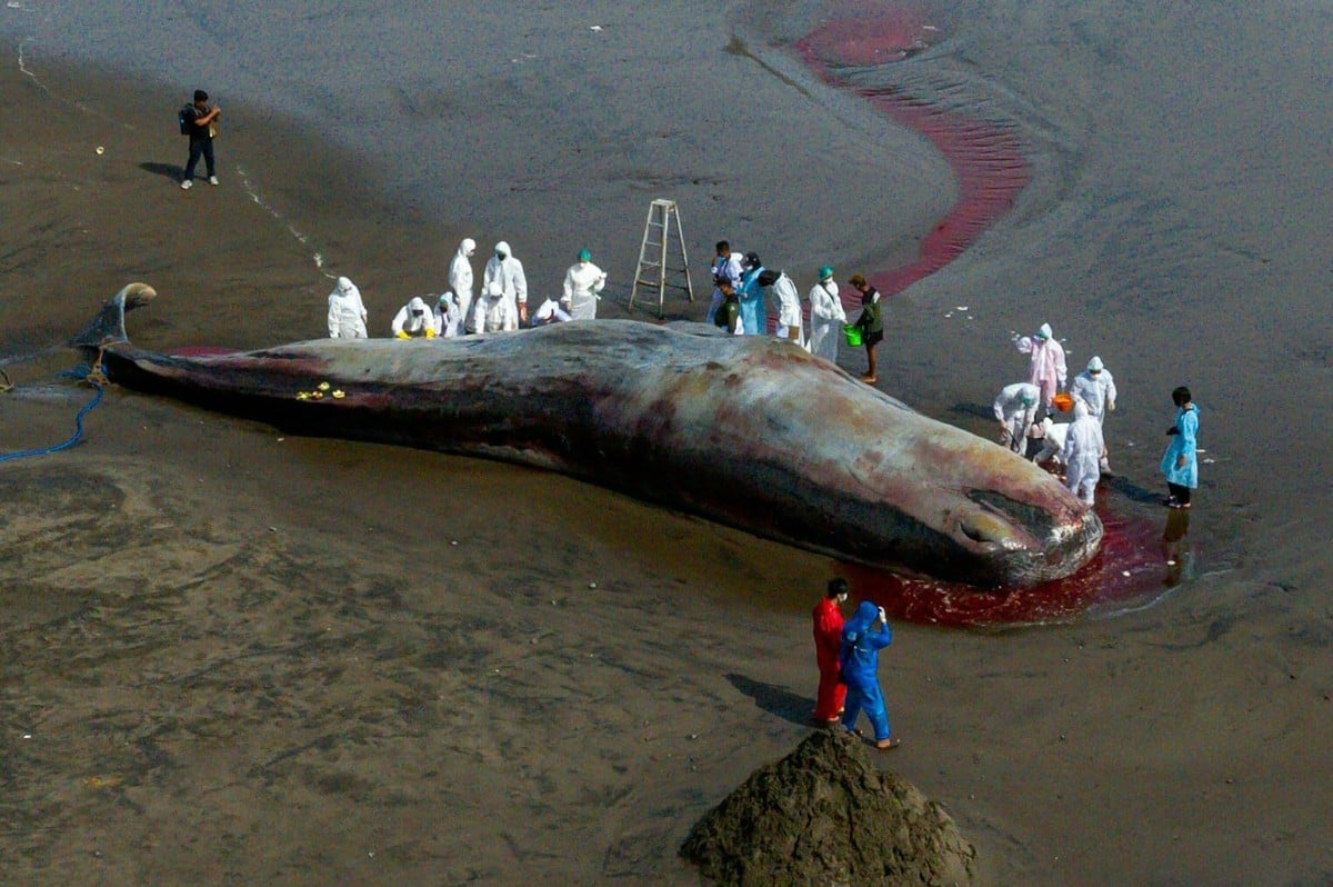 PETUGAS melakukan pemeriksaan ke atas ikan paus sperma yang mati terdampar di Pantai Yeh Leh di Jembrana, Bali, semalam. FOTO AFP.