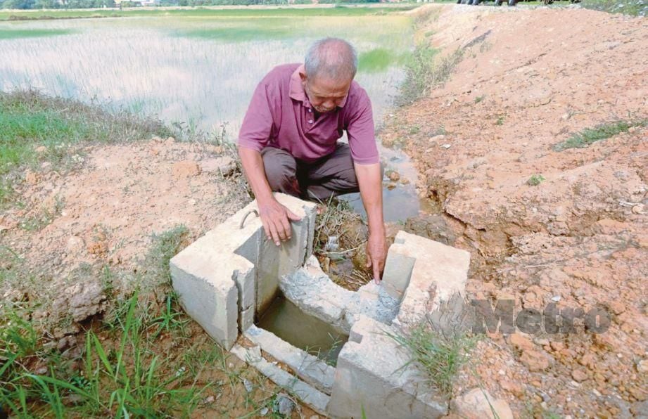 PESAWAH menunjukkan saliran yang terpaksa dipecahkan untuk membolehkan air dibuang atau dimasukkan ke dalam petak sawah di Kampung Pulau Maharaja, Tunjang. 