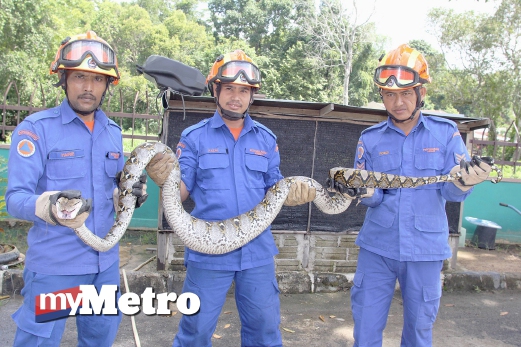 ANGGOTA Jabatan Pertahanan Awam Malaysia daerah Padang Terap menunjukkan seekor ular sawa batik yang berjaya ditangkap. FOTO Rahmat Othman