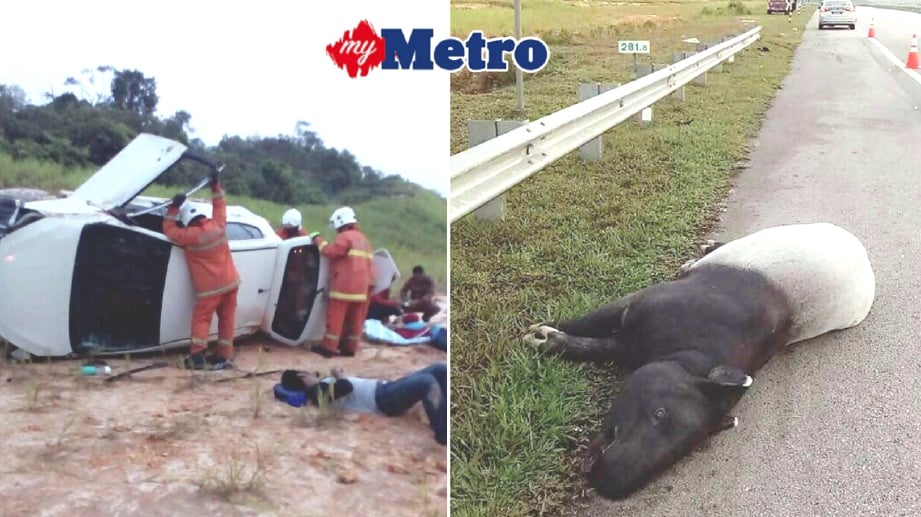 ANGGOTA bomba memeriksa Perodua Axia yang terbalik. Bangkai tapir yang dilanggar Perodua Axia di Kilometer 281 LPT2, dekat Plaza Tol Chukai. FOTO Rosli Ilham