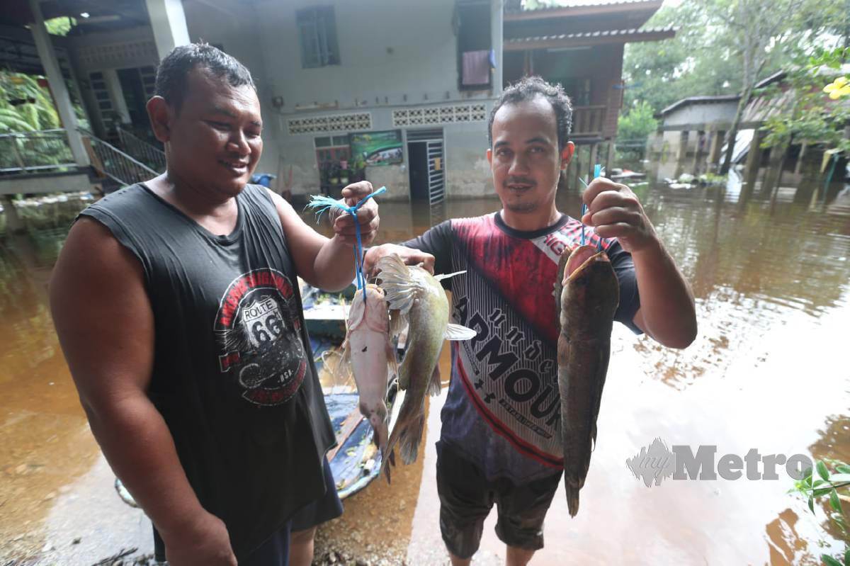 Penduduk, Mohd Khairul Anuar, 38, mengambil hasil tangkapan ikan darat selepas memukat setiap kali musim tengkujuh ke Kampung Tersang, di sini, hari ini. FOTO NIK ABDULLAH NIK OMAR