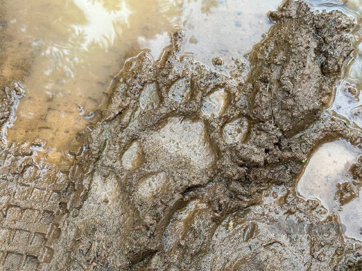 Penduduk menunjukkan kesan tapak kaki harimau yang dijumpai di ladang kelapa sawit Chin Teck di sini, hari ini. FOTO Paya Linda Yahya