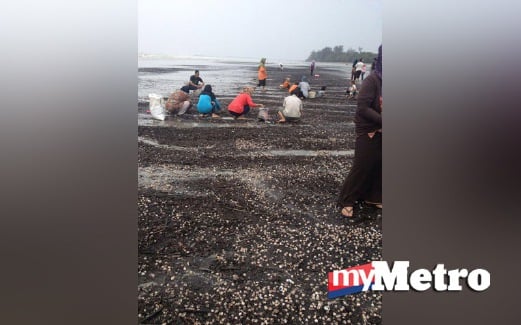 ORANG ramai mengutip kerang yang terdampar di Pantai Mempisang, Tanjung Gemuk, Rompin, Pahang. FOTO Zul Ikhwan Muhammad