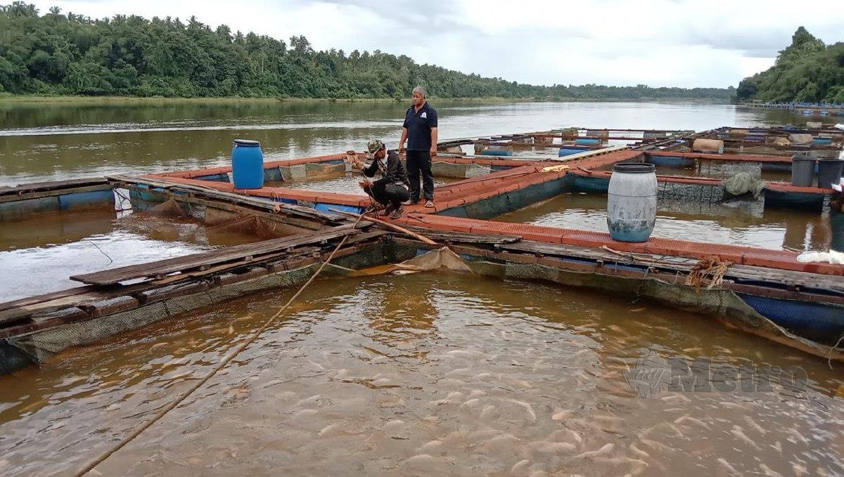 Penternak ikan sangkar di Kampung Pantai Ali, bergotong-royong memperkemaskan sangkar ikan bagi menghadapi banjir. FOTO NAZDY HARUN