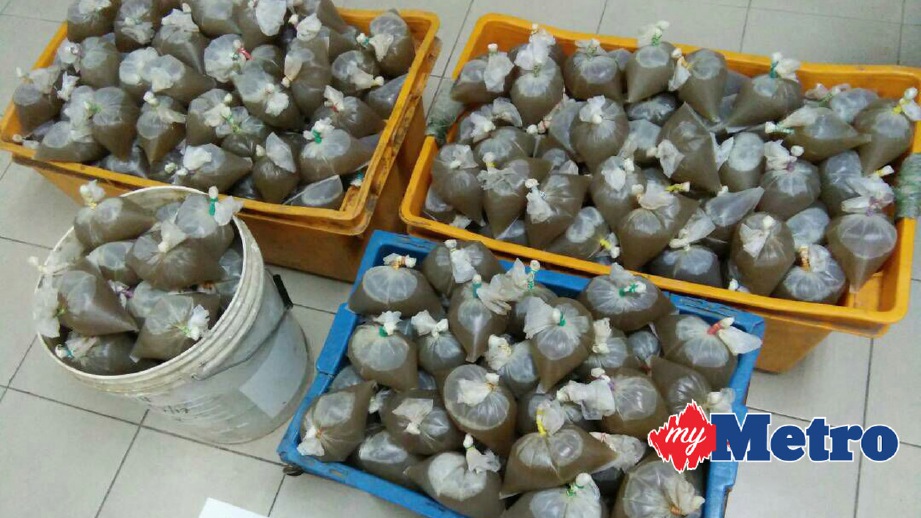 Sebanyak 500 bungkus air ketum dirampas dalam serbuan di kebun getah di Kampung Rawa Jalan Sintok, petang semalam.STR/ Zuliaty Zulkiffli