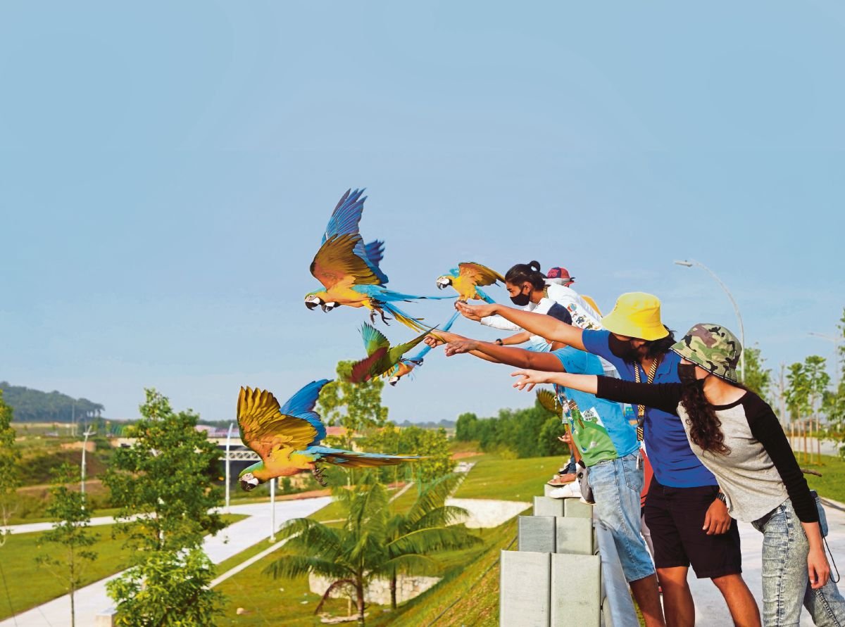 AKSI ahli komuniti Free Fly Parrot Malaysia mula melepaskan burung masing-masing. 