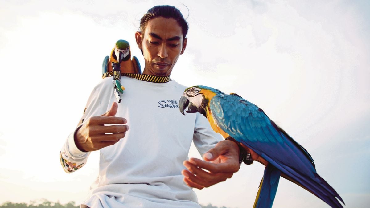 AKSI tersendiri ahli Free Fly Parrots Malaysia, Abdul Wafi Hassan ketika melatih dua burung peliharaannya. 