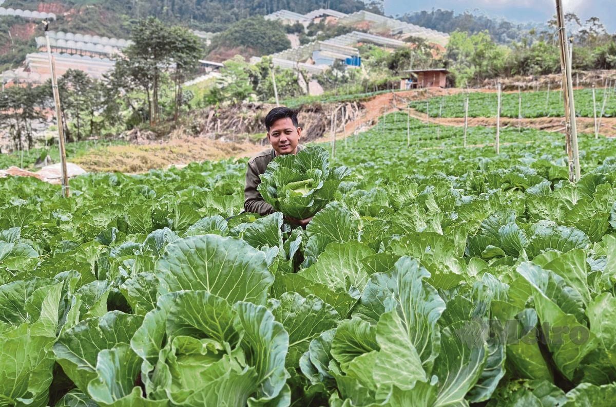  CHUNG menunjukkan sayur kubis ditanam  di ladangnya di Tanah Tinggi Lojing, Gua Musang. Gambar kecil, Chung (kanan) bersama pekerjanya membungkus sayuran untuk dihantar kepada pelanggan.