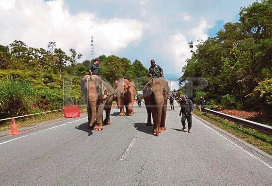 KHIDMAT Abot dan Rampai diguna untuk mendamai  gajah liar. FOTO NSTP