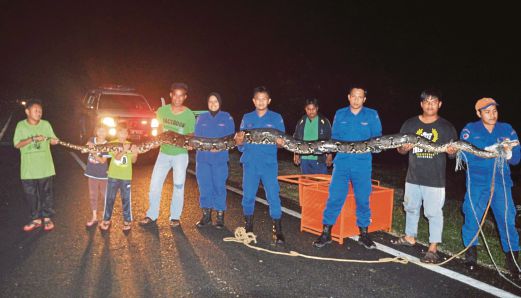 ANGGOTA JPAM dan penduduk menunjukkan ular sawa batik yang ditangkap.