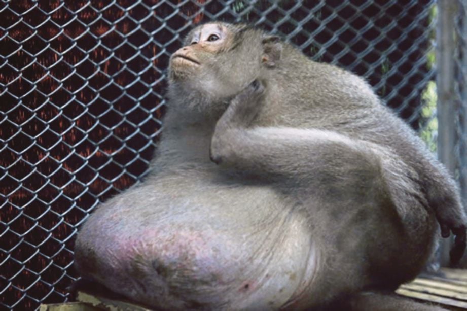 KEADAAN monyet itu ketika diselamatkan Pejabat Pemuliharaan Haiwan Liar di Bangkok. - Agensi