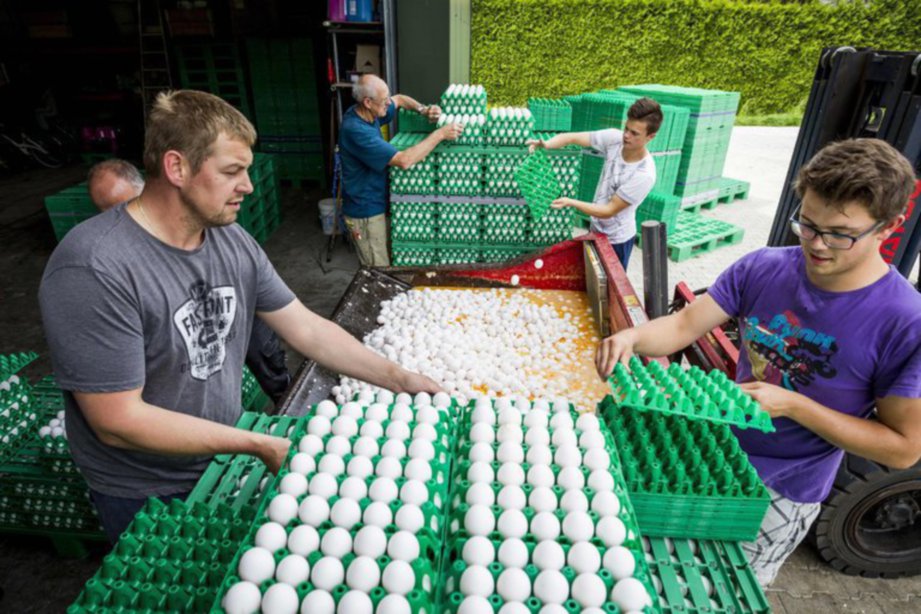 PEKERJA ladang di Onstwedde, Belanda  memilih telur yang dipercayai tercemar dengan racun perosak untuk dimusnahkan. - Agensi 