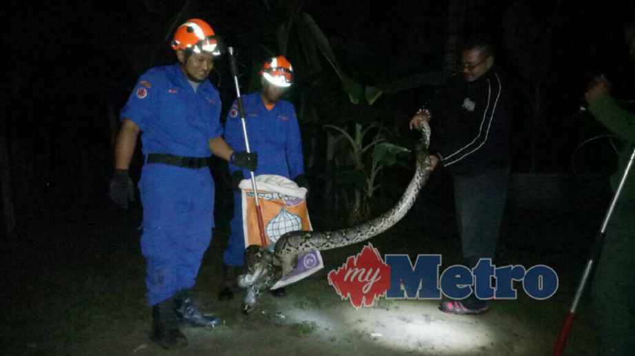 ANGGOTA APM mengeluarkan ular sawa seberat 20 kilogram dari reban ayam milik penduduk di Kampung Jerang. FOTO Ihsan APM