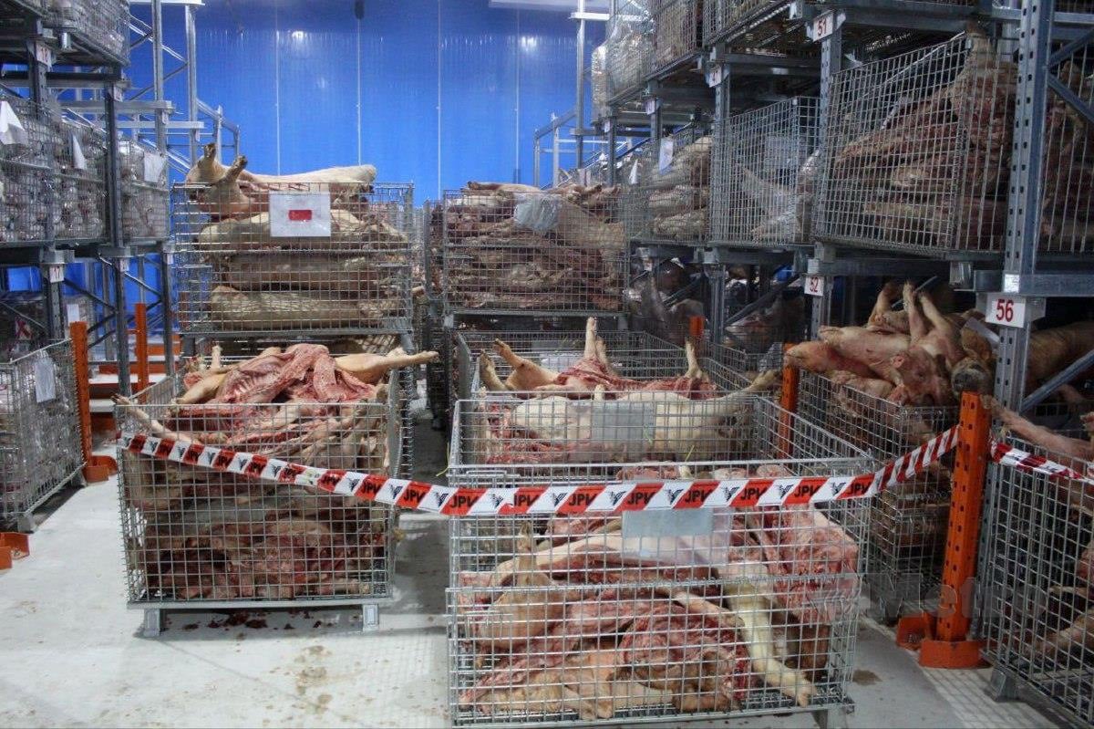 Karkas babi seberat 25,142 kg disahkan positif penyakit ASF dirampas dan dilupuskan dalam serbuan di dua buah premis sejuk beku di Menglembu, Ipoh, baru-baru ini. FOTO Ihsan Jabatan Penguatkuasa DVS Perak.