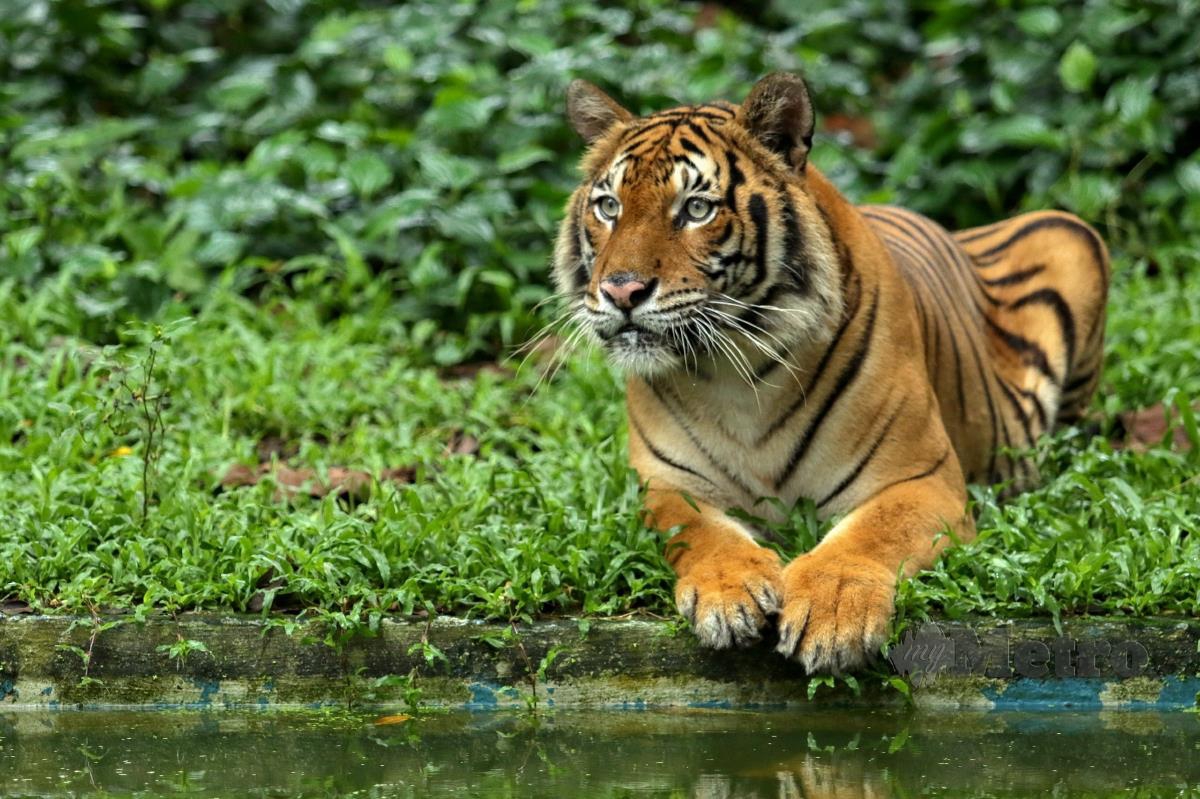 Haiwan jenis Harimau Belang dari spesis Malayan Tiger yang kekurangan bekalan makanan ketika tinjauan di Zoo Negara, Hulu Kelang. FOTO AIZUDDIN SAAD