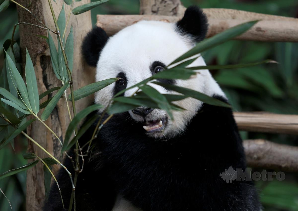 Anak panda Yi Yi ketika makan 'buluh betong' di Zoo Negara. FOTO EFFENDY RASHID 