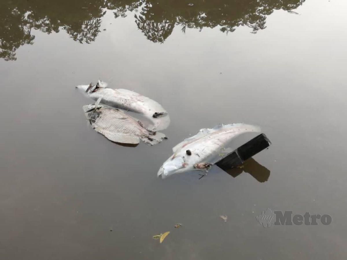 Pelbagai spesis ikan sungai ditemui mati di Sungai Langgar disebabkan pencemaran bahan kimia dari kilang berhampiran Jabi. FOTO IHSAN Pembaca