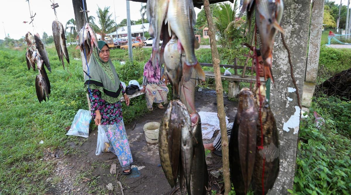 Zainun Ismail, 49 menunjukkan ikan darat yang dijual di tepi jalan Rantau Panjang-Pasir Mas  ketika ditemui di sini, hari ini. FOTO NIK ABDULLAH NIK OMAR