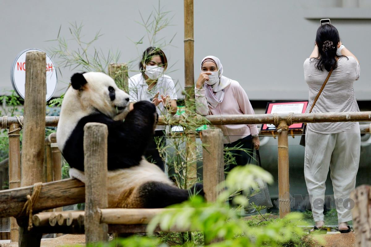 Sebahagian pengunjung terawal meluangkan masa melihat beruang panda apabila Zoo Negara mengumumkan pembukaan semula untuk orang awam pada hari ini. FOTO AIZUDDIN SAAD