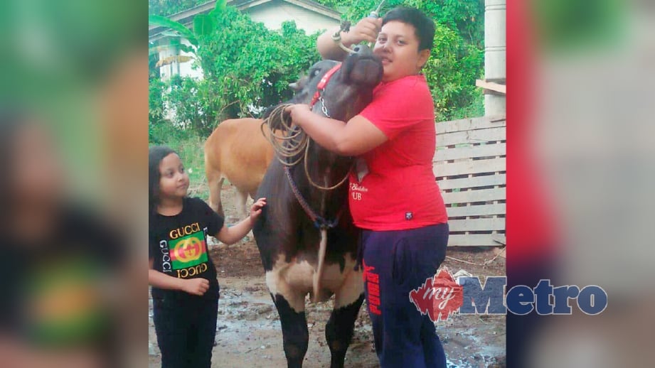 MOHD Fadzreel Harris Mohd Fadli Hisham, 12, dari Kampung Jeram Manir bersama lembu baka belgian blue kesayangannya yang dipanggil BB. FOTO Ahmad Rabiul Zulkifli