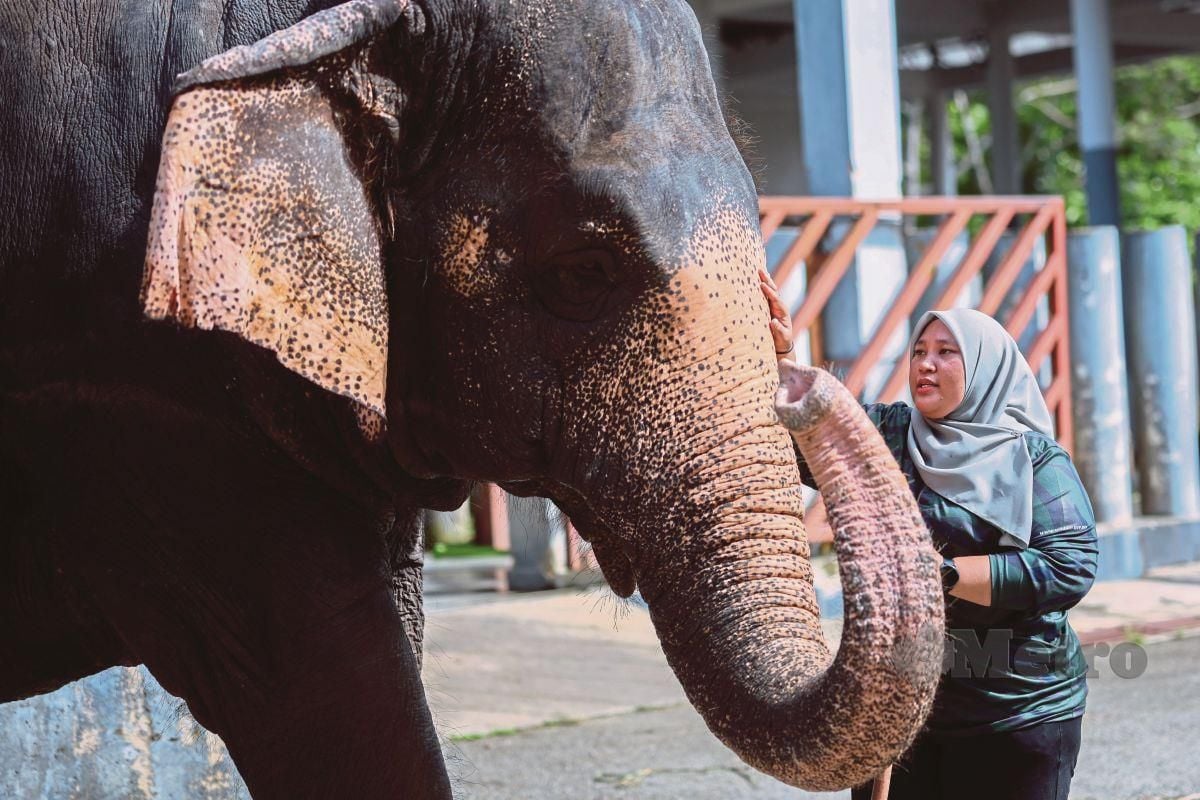 Pembantu Hidupan Liar, Norain Saudi melakukan rutin harian sebagai mahut (pengembala gajah) kepada gajah berasal dari Myanmar berusia 49 tahun yang diberi nama Pian ketika tinjauan fotoBERNAMA di Pusat Konservasi Gajah Kebangsaan Kuala Gandah (PKGK) di Lanchang. FOTO BERNAMA