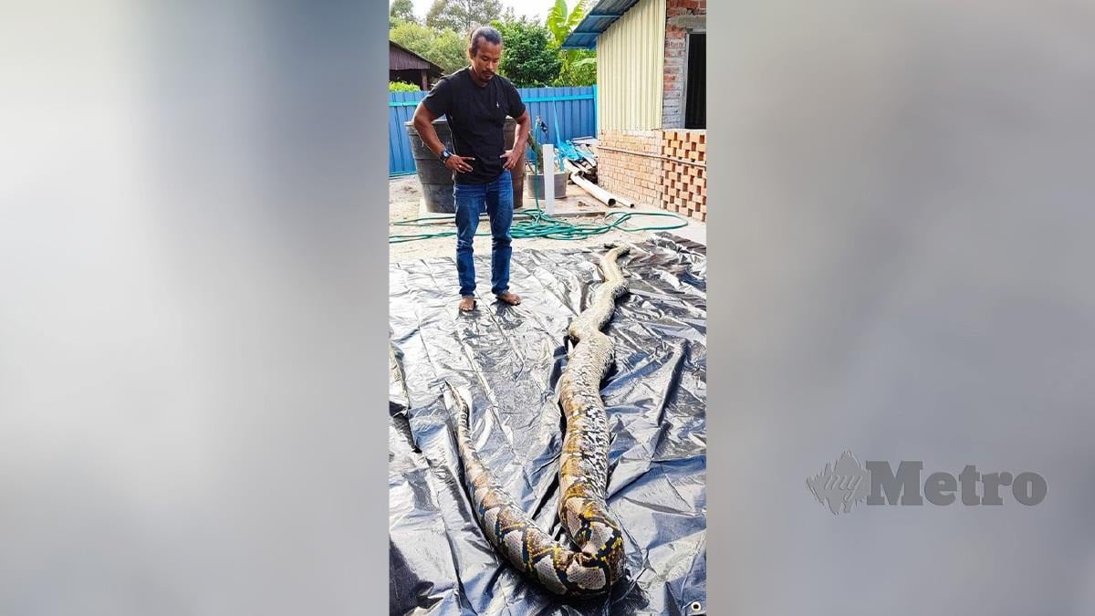 Mohd Redzuan Abdullah Zawawi, 39, di sisi ular sawa batik peliharaannya, 'Cik Kiah' dengan berat sebanyak 220 kilogram dan panjang tujuh meter, yang ditemukan mati di sini. FOTO IHSAN MOHD REDZUAN