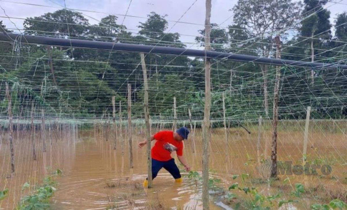   Asrul Abd. Hamid , 49  penanam  sayur di Kampung Bukit Nikmat, Pulau Tawar kerugian  selepas tanaman kacang panjangnya musnah  sama sekali setelah  ditenggelami air sejak tiga  hari lalu. FOTO ROSELAN AB MALEK