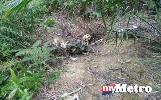 RANGKA mangsa yang ditemui di kebun kelapa sawit. FOTO ihsan Polis