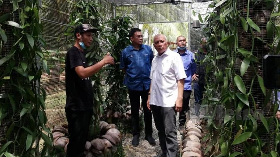 MOHD Soffi  (kanan) mendengar penerangan daripada Mohd Faizal Mohd Norawi berhubung tanaman vanilla. FOTO Roselan Ab Malek