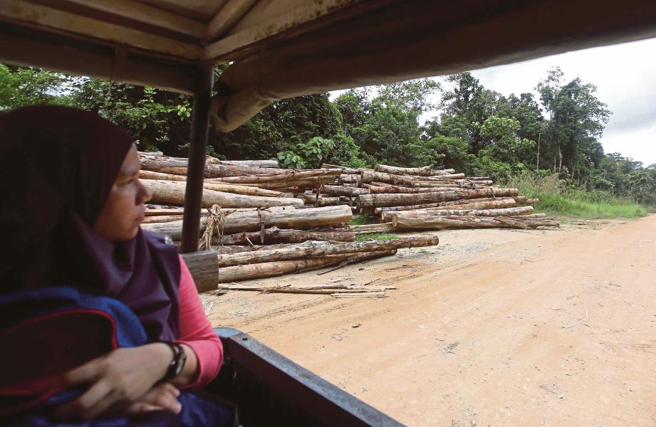 KAWASAN hutan dibuka untuk aktiviti pembalakan sekitar Merapoh jejaskan sektor eko pelancongan di kawasan itu.