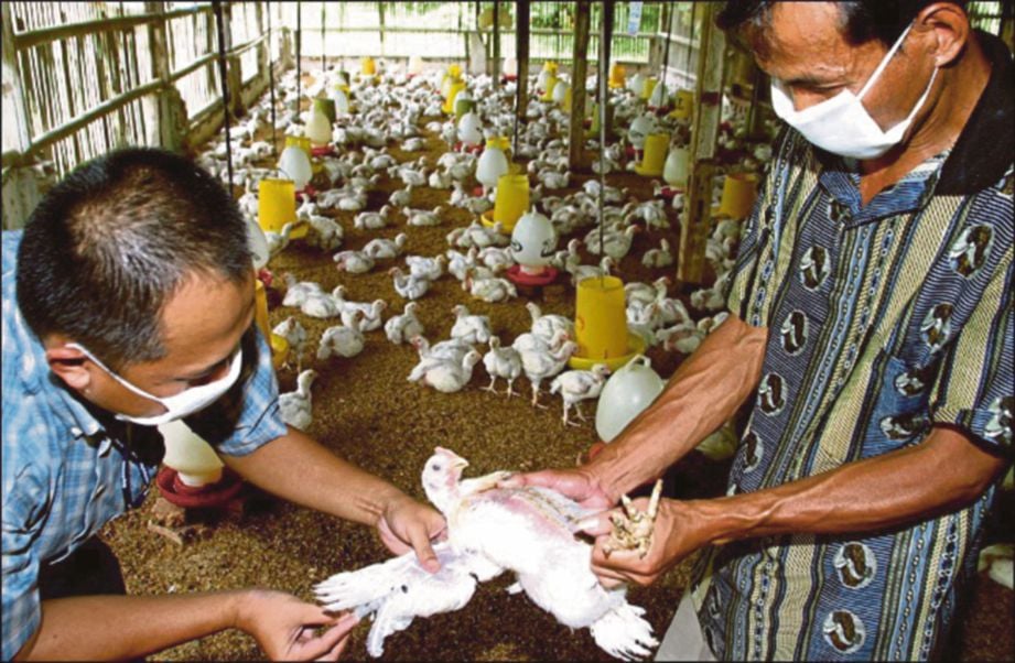 PETUGAS mengambil sampel darah dari seekor ayam untuk mengesan virus selesema burung di sebuah ladang di Filipina. - Agensi