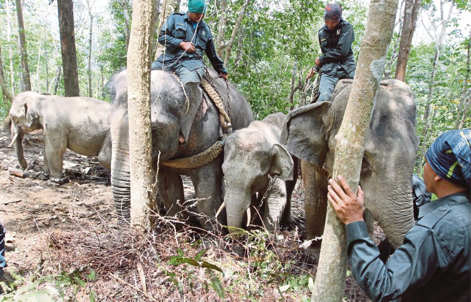 KAKITANGAN PKGK Kuala Gandah menjalankan operasi memindahkan gajah di Kampung Telemong, Bentong, semalam.