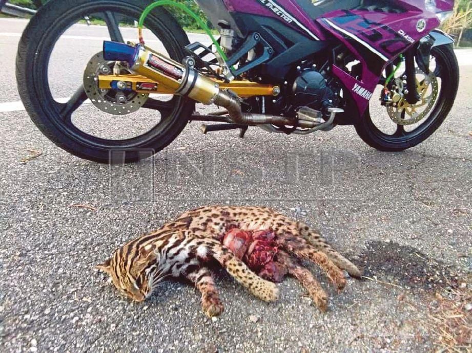 KUCING batu yang mati akibat dilanggar motosikal  di Perlis, baru baru ini.