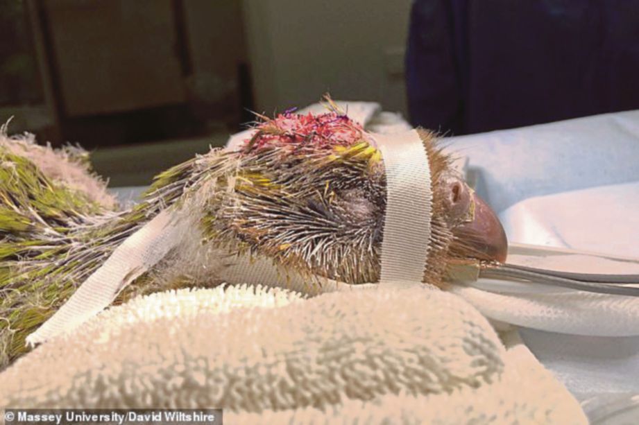 BURUNG kakapo yang dikenali sebagai Espy 1B ini menjalani pembedahan otak untuk merawat lubang pada tengkorak. FOTO Agensi