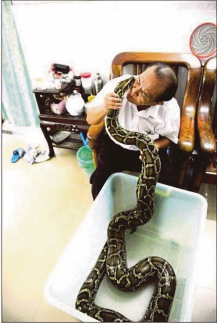 SHI mencium ular sawa peliharaannya selepas memandikan reptilia itu di rumahnya. - Agensi