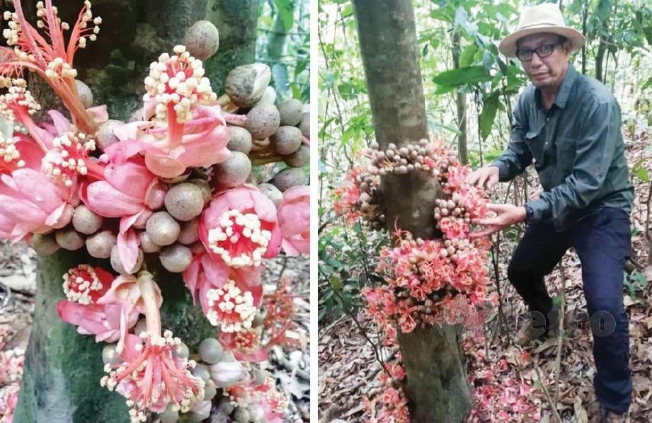 Shokori Zainal Abidin kali pertama melihat pokok durian hutan berbunga di batang terdapat di Hutan Ulu Temau, Dong Raub. FOTO MOHD RAFI MAMAT