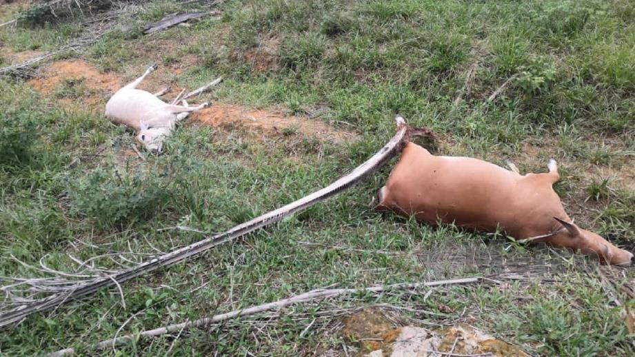 ANTARA lembu yang ditemui mati. FOTO ihsan Polis