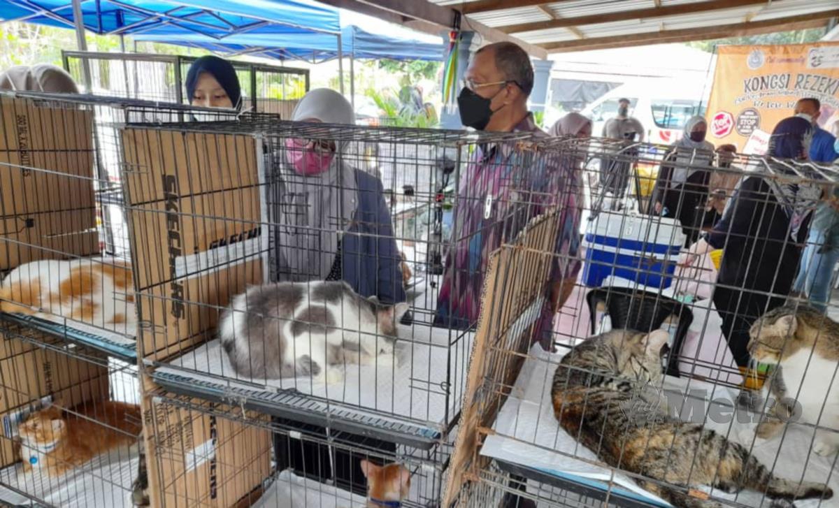 Mas Ermieyati (tengah), Norashikin dan Khalid meneliti sebahagian daripada 100 kucing di pelihara di pusat perlindungan haiwan STAR di Kampung Paku, Alor Gajah hari ini. FOTO HASSAN OMAR