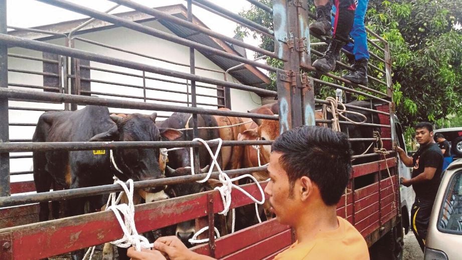 Semua lembu dijumpai semula selepas terlepas di Kampung Puah.