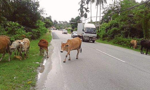 LEMBU  berkeliaran dan melintas   jalan di Kampung Sentul Patah bahayakan keselamatan pengguna jalan raya.