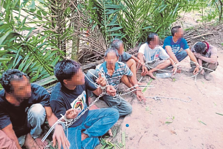 PENAGIH dadah yang ditahan AADK di kawasan penanaman sawit di Manong, Perak.